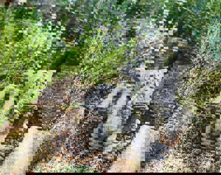 Sad Dragon Mythical Garden Ornament