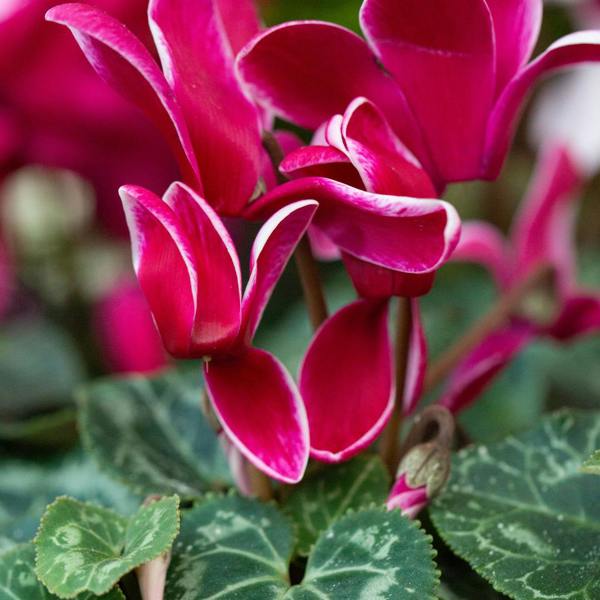 Large Cyclamen Flame Deep Rose 1Ltr Pot Pack of 3 & 6 Flowering Plants