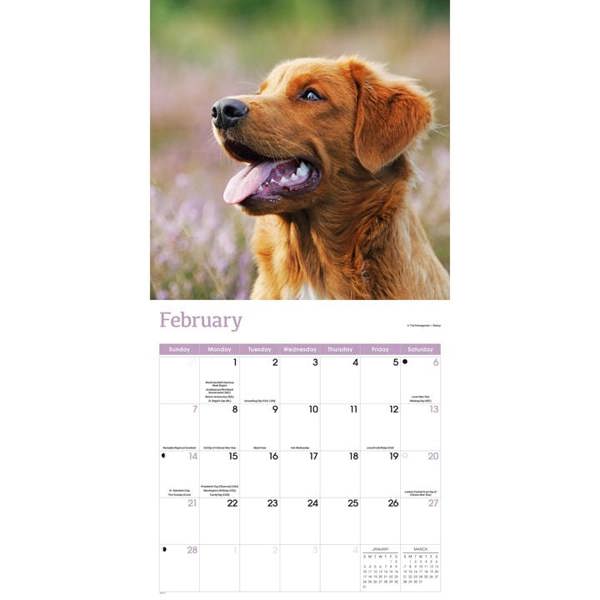 Nova Scotia Duck Tolling Retriever Calendar 2027, Wall Calendars, Month To View, Dogs, Gift