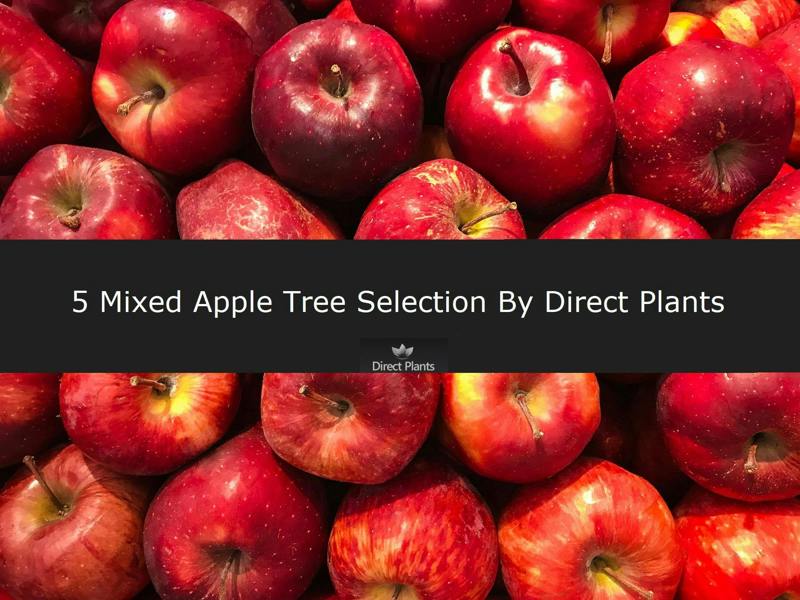 Direct Plants 5 Mixed Apple Fruit Trees 4-5ft Tall By Direct Plants