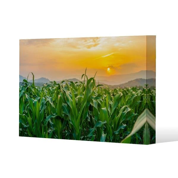 Benjamin Tate Design green corn field in agricultural garden and light shines sunset Slim Style Canvas Print  30x40cm , 15mm Slim Real wood.