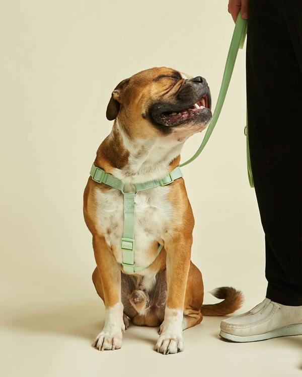 Lush Green Y Shaped Dog Harness with Fast UK Shipping