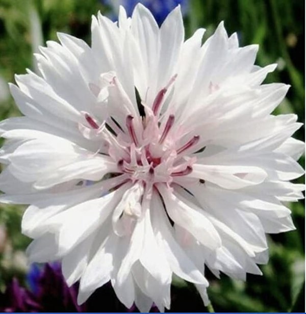 cornflower seeds white vs green