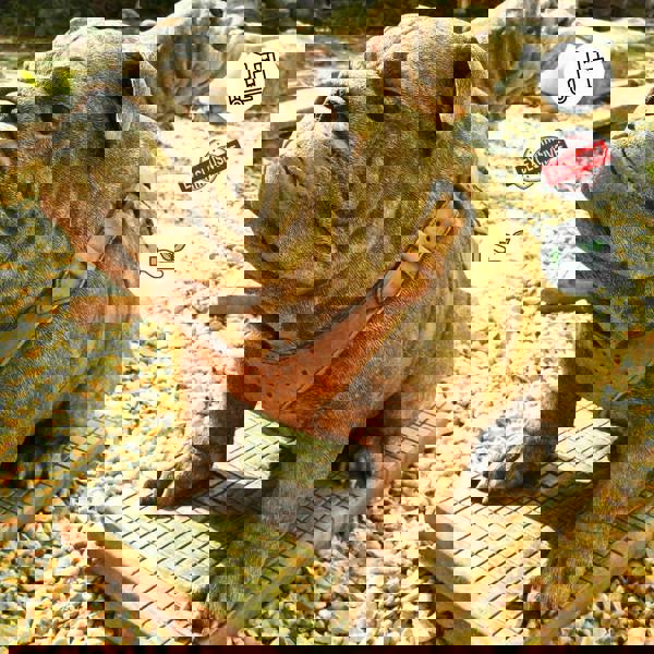 Life Size Sitting British Bulldog Stone Garden Ornament