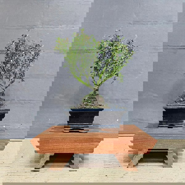 Yorkshire Bonsai Cotoneaster Bonsai Tree | Broom | In 15cm Pot