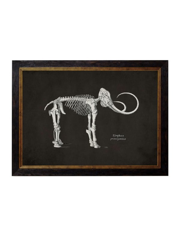 Exceptional Art c.1870 Anatomical Skeletons - Dark