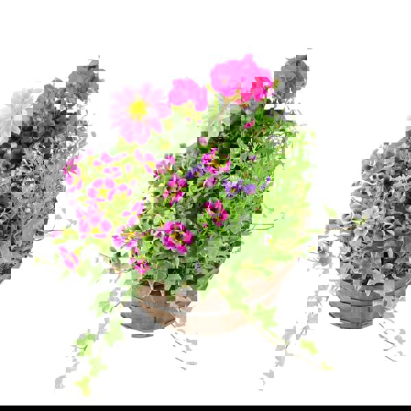 Seasonal Planted Wooden Barrel – 30cm Rustic Outdoor Planter with Mixed Seasonal Flowers Plants By Post