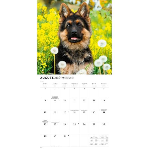 German Shepherd Puppies Calendar 2027, Wall Calendars, Month To View, Dogs, Gift