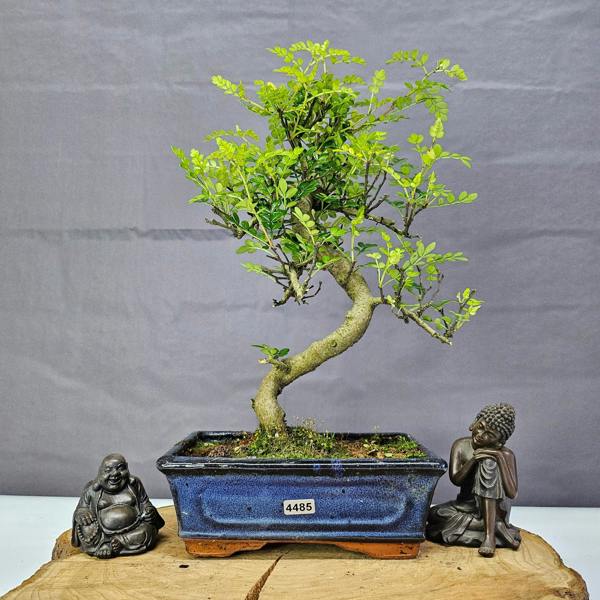 Yorkshire Bonsai Chinese Pepper (Zanthoxylum Pipertum) Bonsai Tree | Shaped | In 20cm Pot