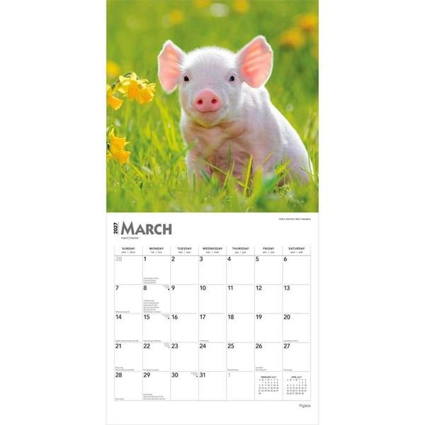 Piglets Calendar 2027, Wall Calendars, Month To View, Animals, Gift