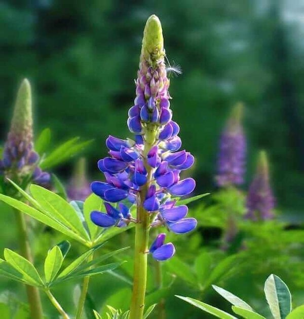 Easy to grow Lupine