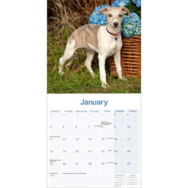Whippet Calendar 2027, Wall Calendars, Month To View, Dogs, Gift