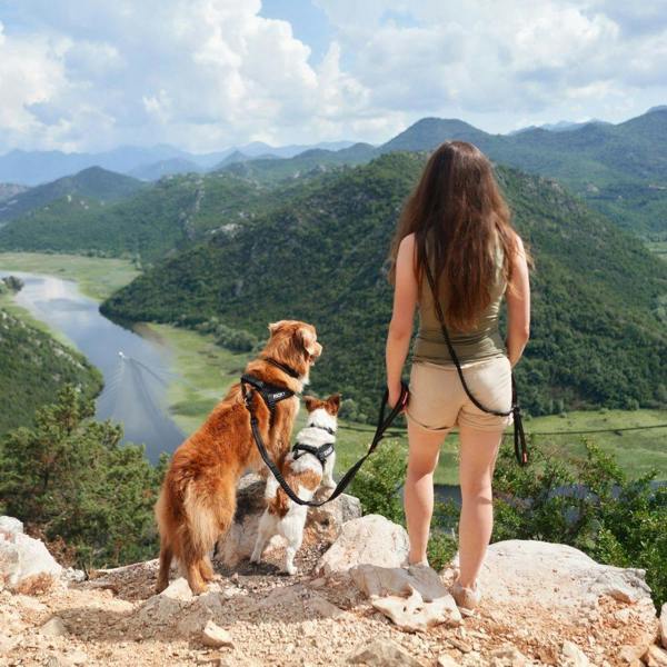 EzyDog Express Dog Harness in Black