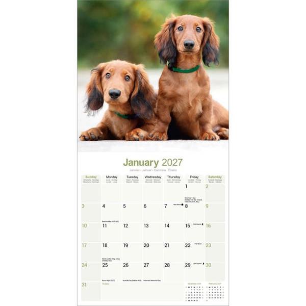 Long Haired Dachshund Calendar 2027, Wall Calendars, Month To View, Dogs, Gift