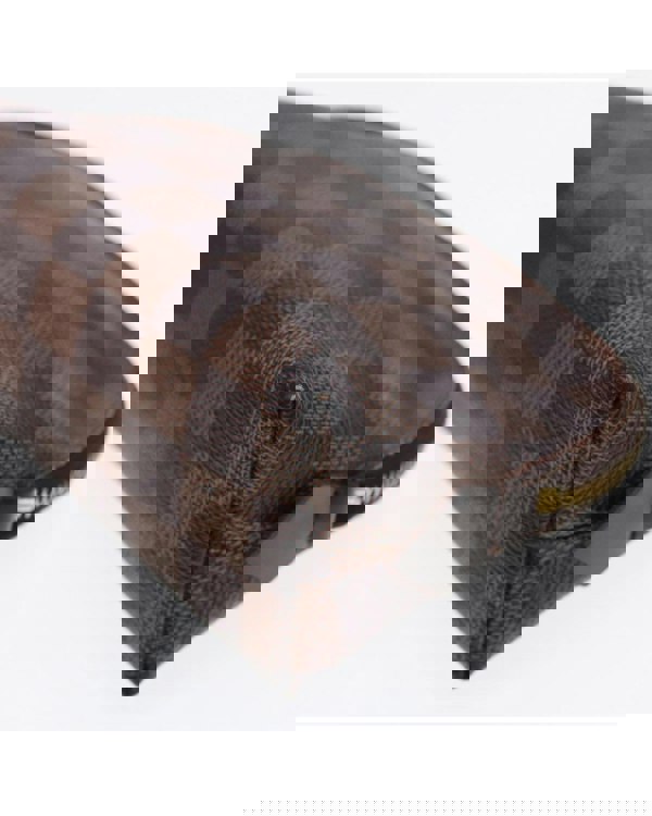 186340299.jpg