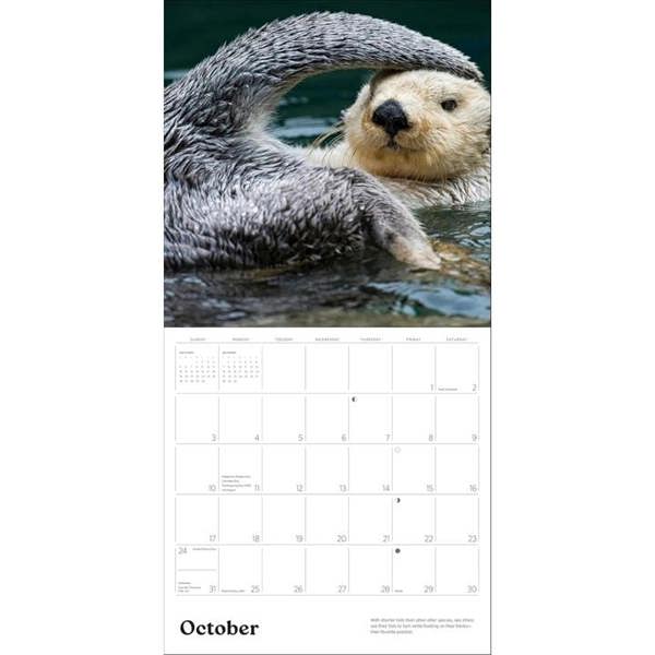 Unbranded Sea Otters Calendar 2027, Wall Calendars, Month To View, Animals, Gift