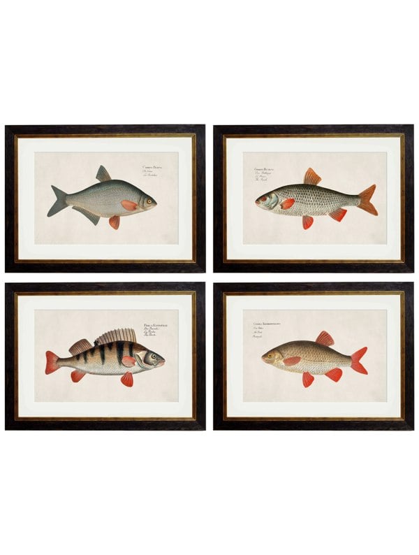 Exceptional Art c.1785 Fresh Water Fish