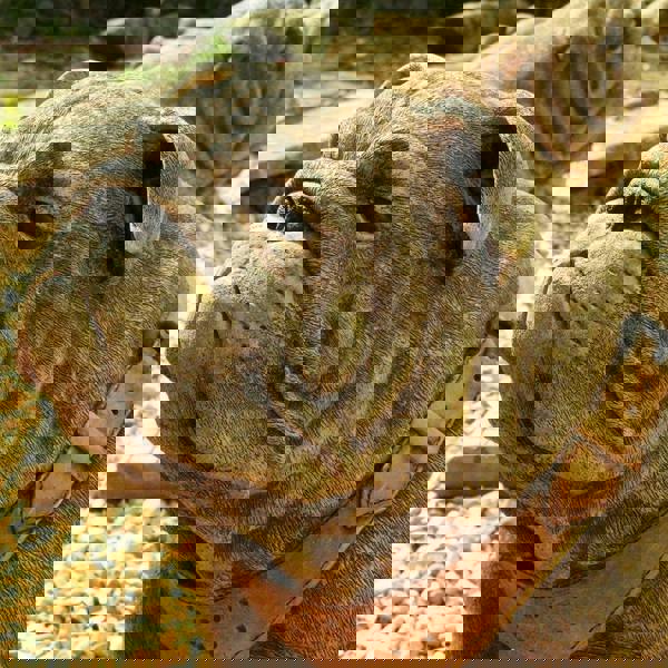 EXCLUSIVE Pair Life Size Sitting British Bulldogs Ornament Statue Hand Made in UK