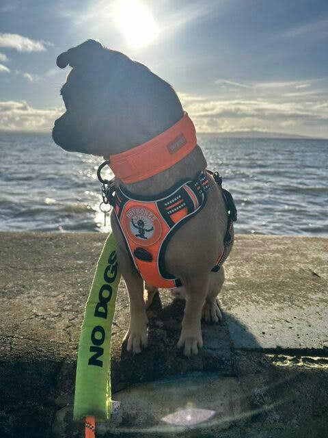 DRYBONES Dog Collar