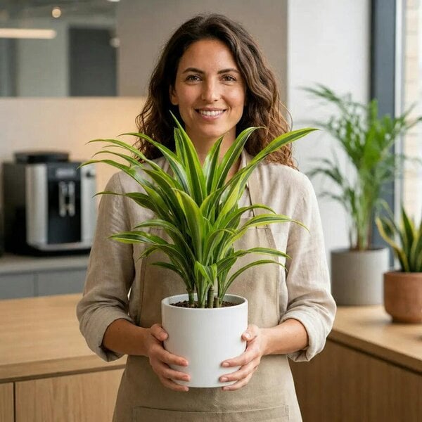 Dracaena Lemon Lime Dragon Tree – Vibrant Variegated Green and Yellow Indoor Houseplant