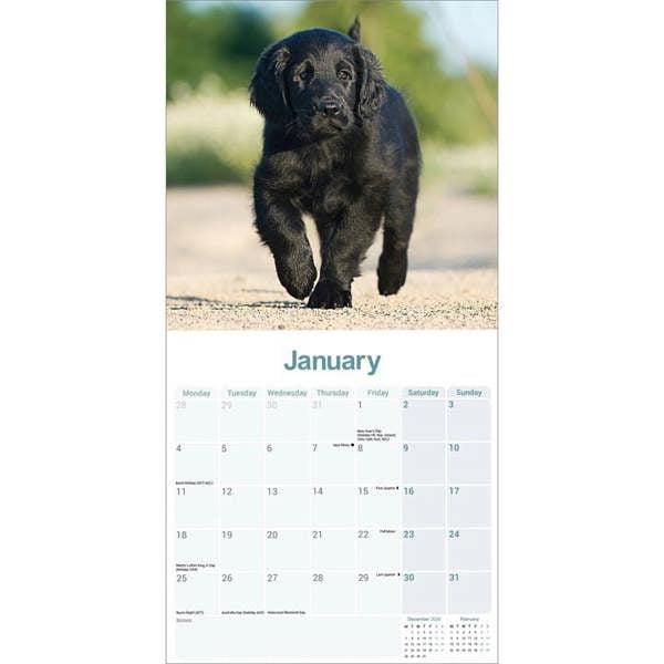 Flat Coated Retriever Calendar 2027, Wall Calendars, Month To View, Dogs, Gift