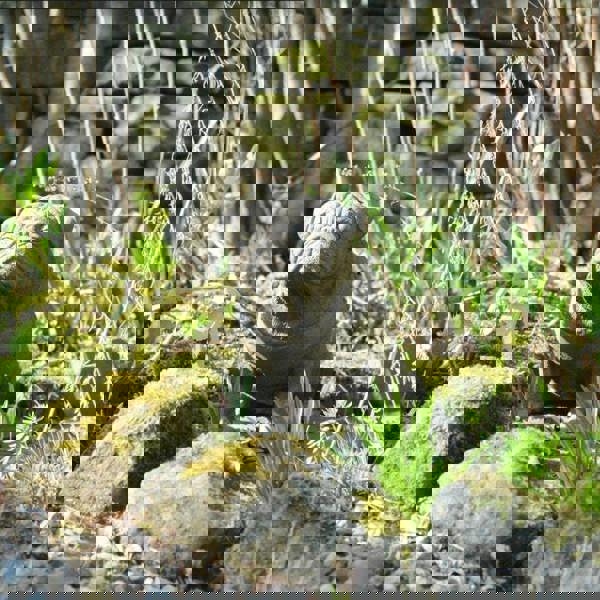 Full Size Pug Cold cast Bronze dog Statue