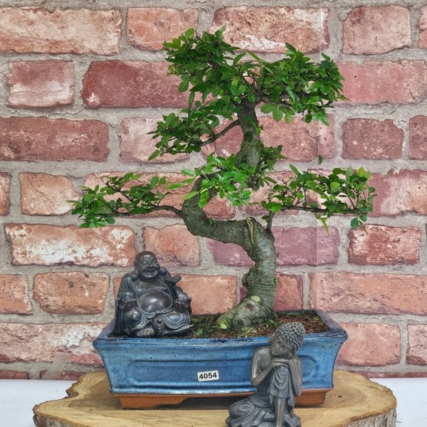 Yorkshire Bonsai Chinese Elm (Ulmus Parvifolia) Bonsai Tree | Shaped | In 25cm Pot