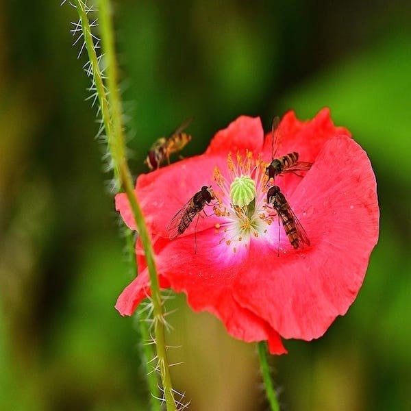 corn poppy Perennial Wild Flower Meadow Seeds