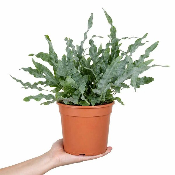Phlebodium Blue Fern Blue Star Fern 17cm Pot – Easy Care Pet Friendly Indoor Houseplant - Nursery Pot