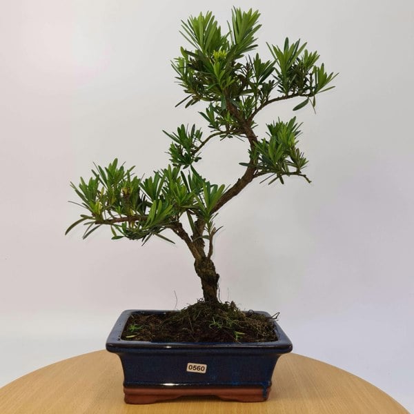 Buddhist Pine (Podocarpus Micro) Bonsai Tree | Shaped Style | Height 35-45cm | In 20cm Pot