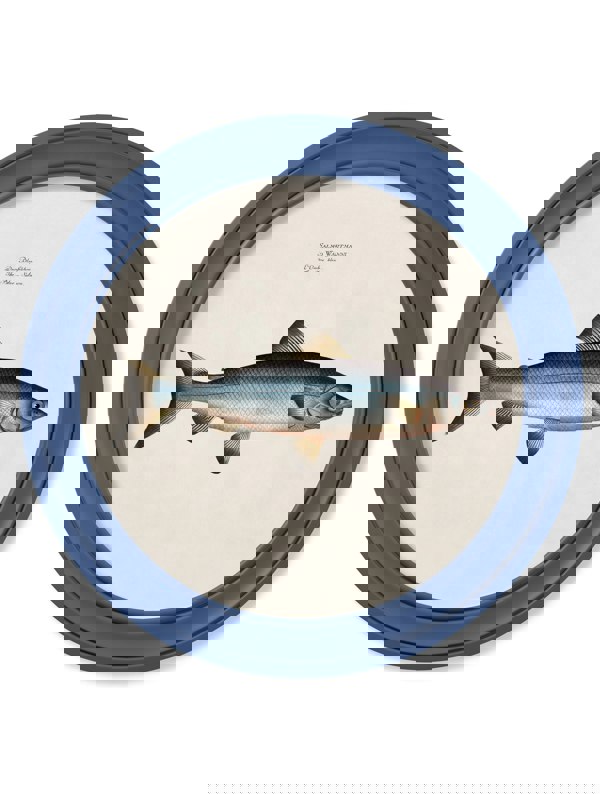 Exceptional Art c.1785 Studies of Salmon - Round Frame Blue