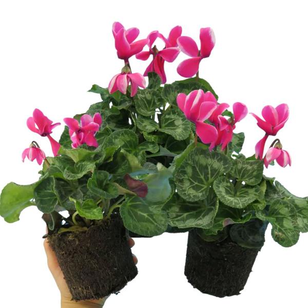 Cyclamen Pink Flame 1Ltr Pot Pack of 3 & 6 Bicolour Flowering Plants Plants By Post