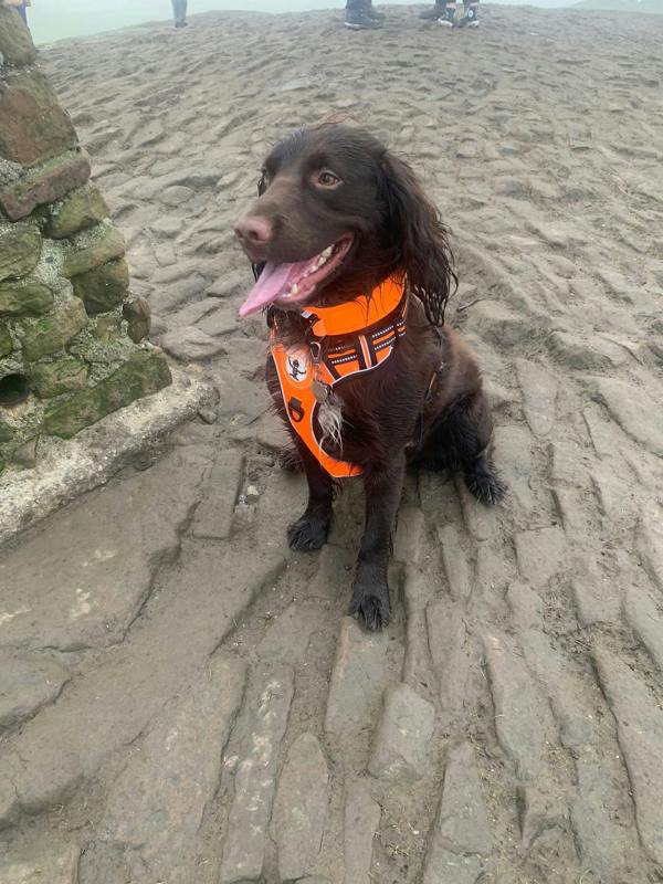 DRYBONES Dog Harness
