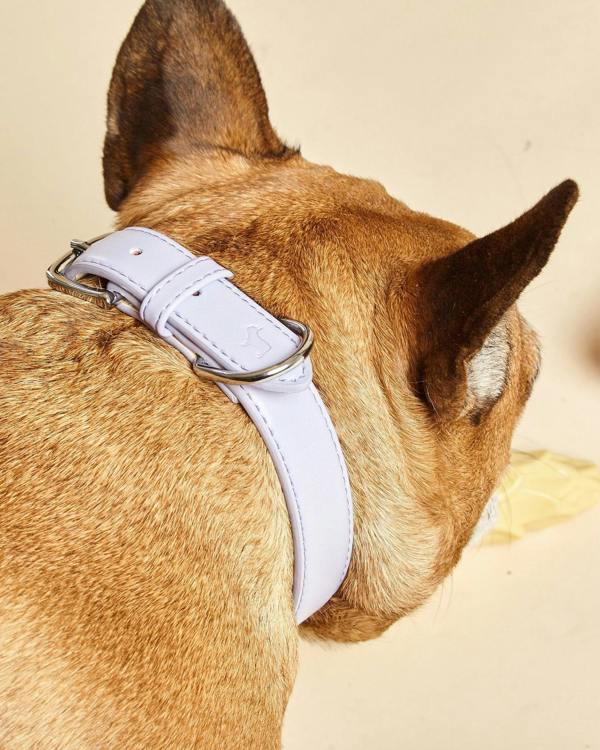 Light Purple Dog Collar by Barc London