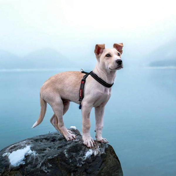 EzyDog Crosscheck Dog Harness in Black