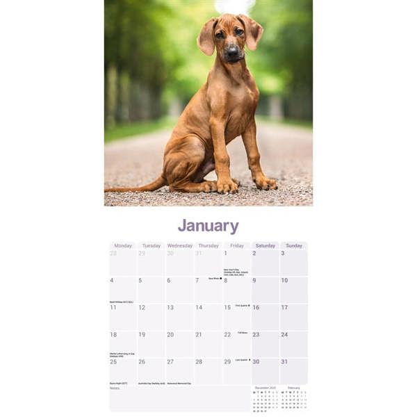Rhodesian Ridgeback Calendar 2027, Wall Calendars, Month To View, Dogs, Gift