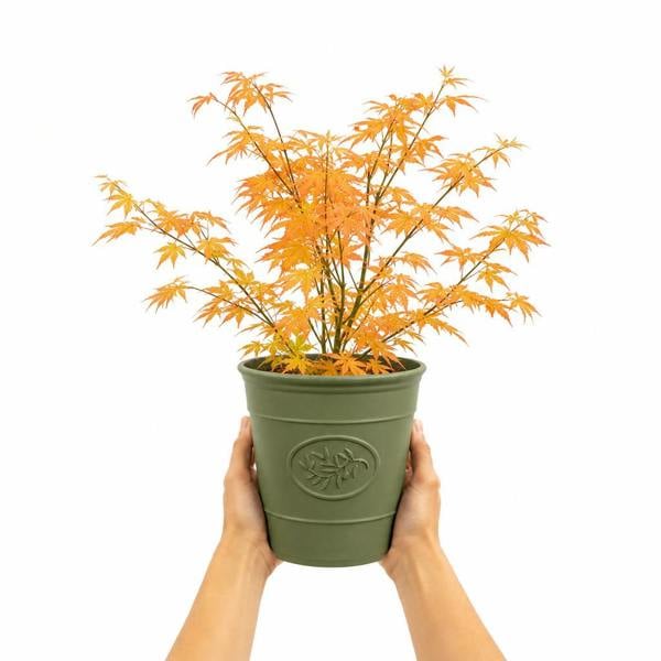 3L Acer Orange Leaf in Pot Outdoor Tree for Patio & Garden
