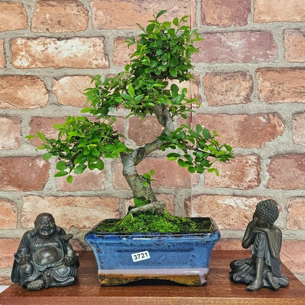 Yorkshire Bonsai Chinese Elm (Ulmus Parvifolia) Bonsai Tree | Shaped | In 15cm Pot