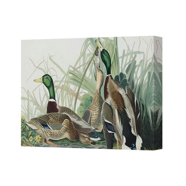 Benjamin Tate Design Canvas Wall Art Mallard Ducks in Wetland Scene Natural History Print