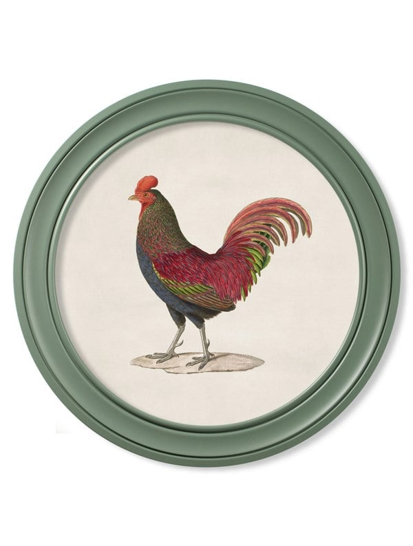 Exceptional Art c.1838 Junglefowl in Round Frames Green