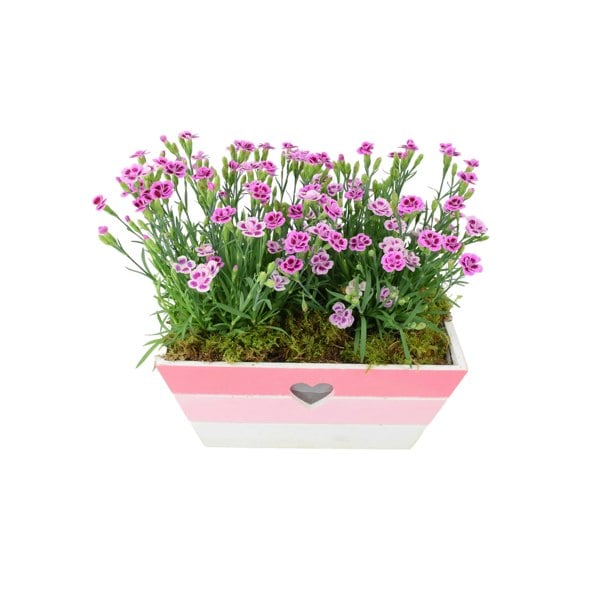 Dianthus Pink Kisses In Pink & White Wooden Trough