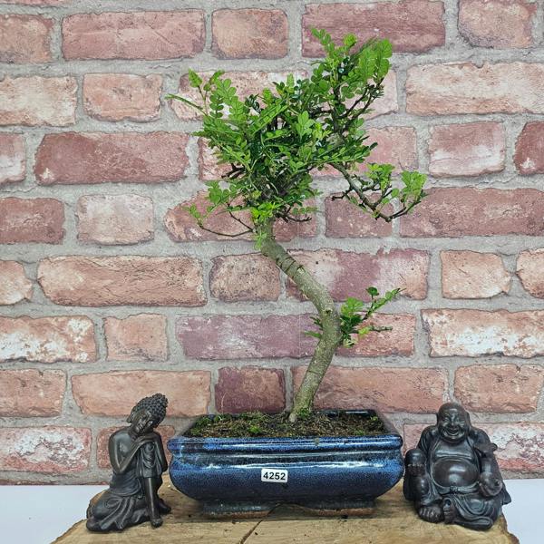 Yorkshire Bonsai Chinese Pepper (Zanthoxylum Pipertum) Bonsai Tree | Shaped | In 20cm Pot