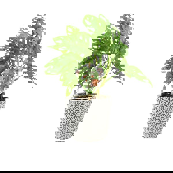 Monstera Monkey Cheese Plant - Swiss Cheese Plant Tropical Houseplant Plants By Post