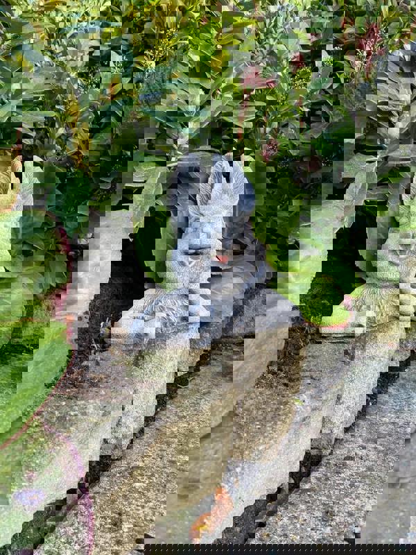 Cute Half Bunny stone garden ornament