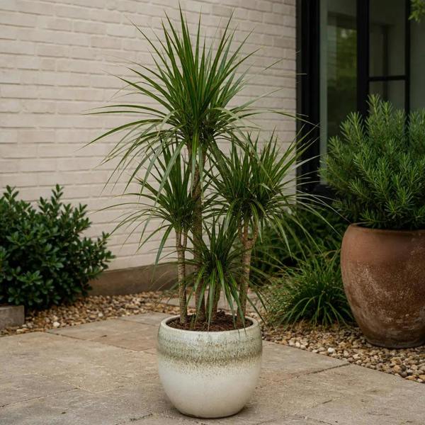 Dracaena Marginata 3 Stem Dragon Tree 19cm Pot – Easy Care Large Indoor Houseplant