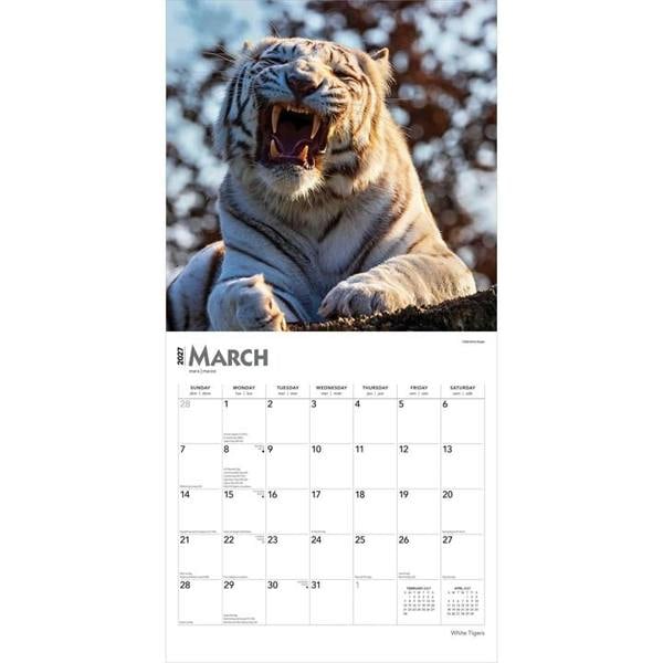 White Tigers Calendar 2027, Wall Calendars, Month To View, Animals, Gift