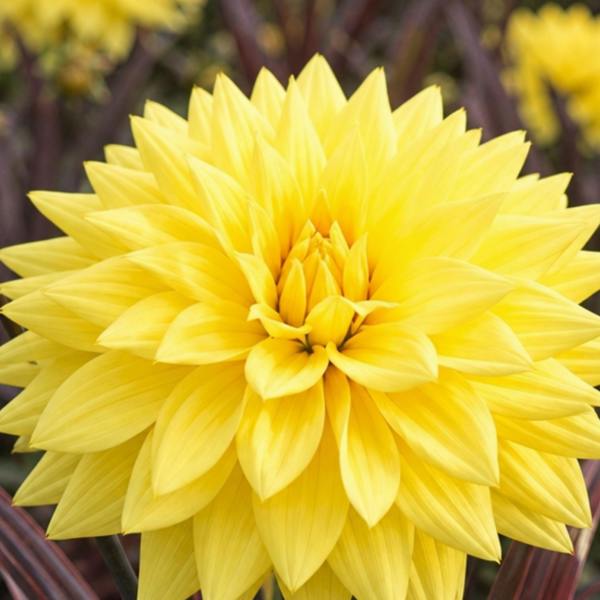 Dahlia Maggiore Yellow 3L  Golden Yellow Dahlia