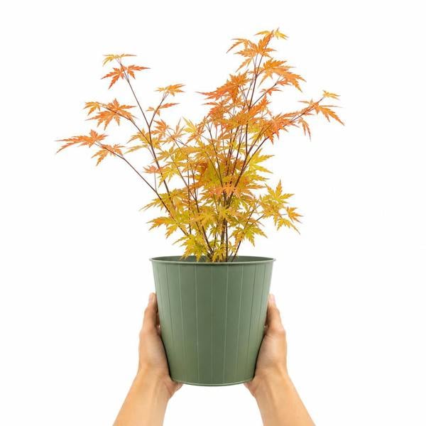 3L Acer Orange Leaf in Pot Outdoor Tree for Patio & Garden
