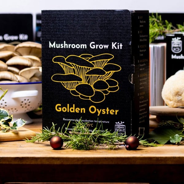 Urban Farm-It Yellow-Gold Oyster Mushroom Growing Kit