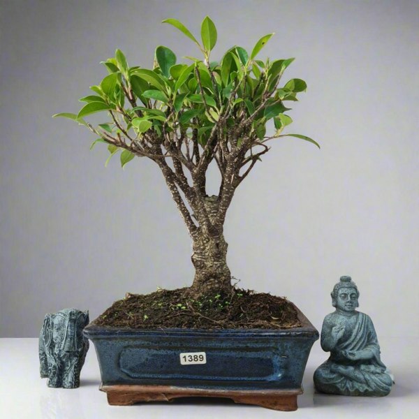 Ficus Microcarpa (Banyan Fig) Indoor Bonsai Tree | Broom | In 20cm Pot